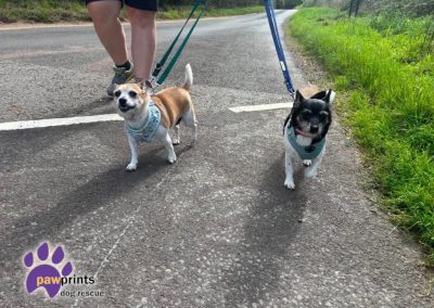 Cinnamon & Summer bonded jrt crosses available for adoption at Pawprints in the Midlands