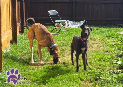 Jolene the shaggy black small lurcher available for adoption at Pawprints Dog Rescue