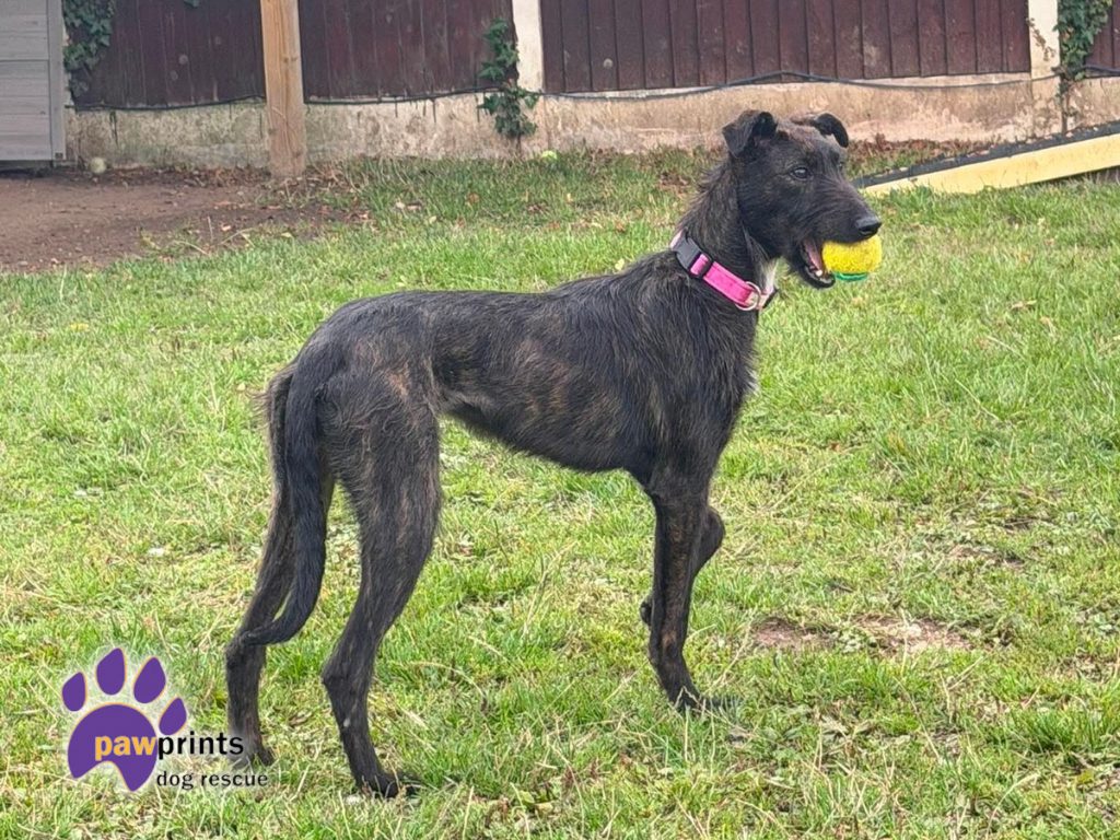 Jolene the shaggy black small lurcher available for adoption at Pawprints Dog Rescue 