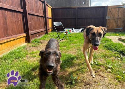 Jolene the shaggy black small lurcher available for adoption at Pawprints Dog Rescue