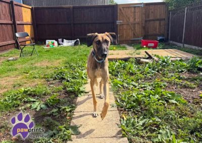 Tim the long and leggy lurcher available for adoption at Pawprints Dog Rescue
