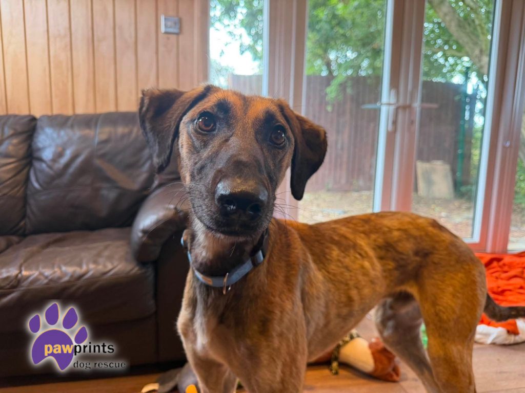 Tim the long and leggy lurcher available for adoption at Pawprints Dog Rescue