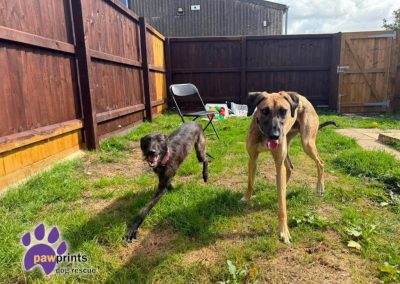 Tim the long and leggy lurcher available for adoption at Pawprints Dog Rescue