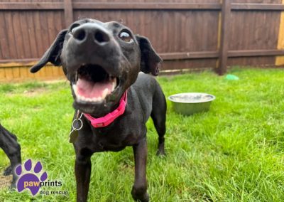 Avie small female patterdale cross available for adoption at Pawprints in the Midlands