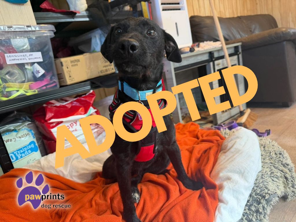 Carl adopted