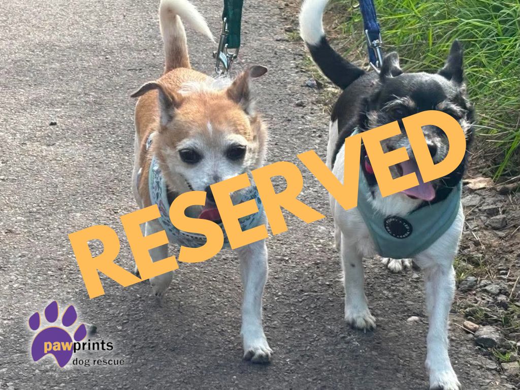 Cinnamon & Summer bonded jrt crosses available for adoption at Pawprints in the Midlands
