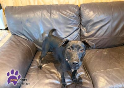 stormy the young patterdale available for adoption at Pawprints in the Midlands
