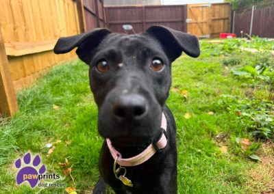 stormy the young patterdale available for adoption at Pawprints in the Midlands