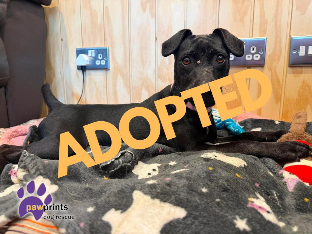 Stormy adopted