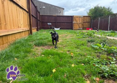 stormy the young patterdale available for adoption at Pawprints in the Midlands