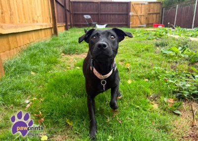 stormy the young patterdale available for adoption at Pawprints in the Midlands