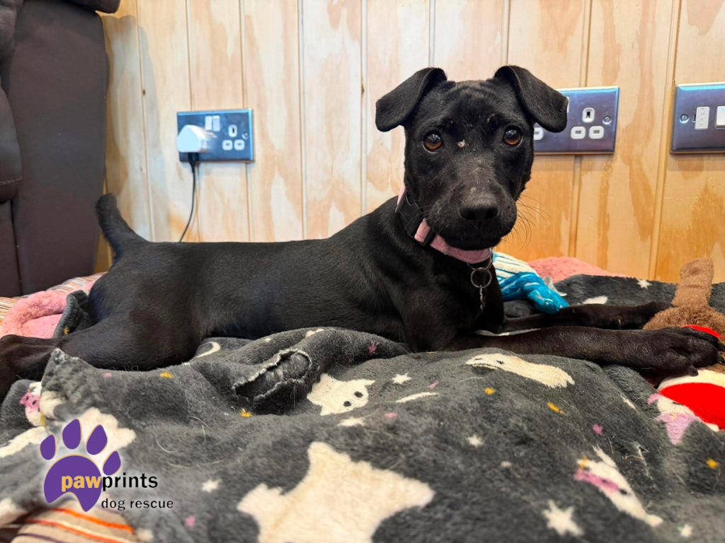 stormy the young patterdale available for adoption at Pawprints in the Midlands