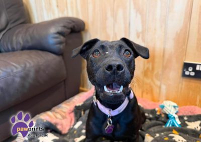 stormy the young patterdale available for adoption at Pawprints in the Midlands