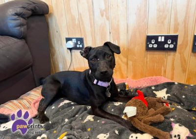 stormy the young patterdale available for adoption at Pawprints in the Midlands