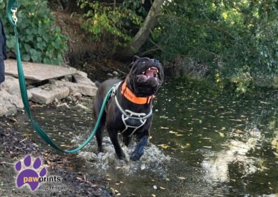 Barnabas black male cane corso available for adoption at pawprints in the Midlands