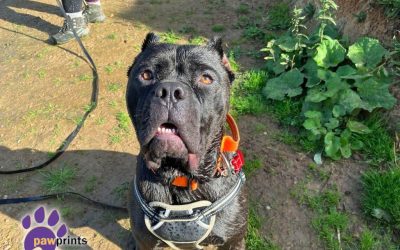 Barnabas, a 2 years old male Cane Corso available for adoption from Pawprints Dog Rescue in Warwickshire