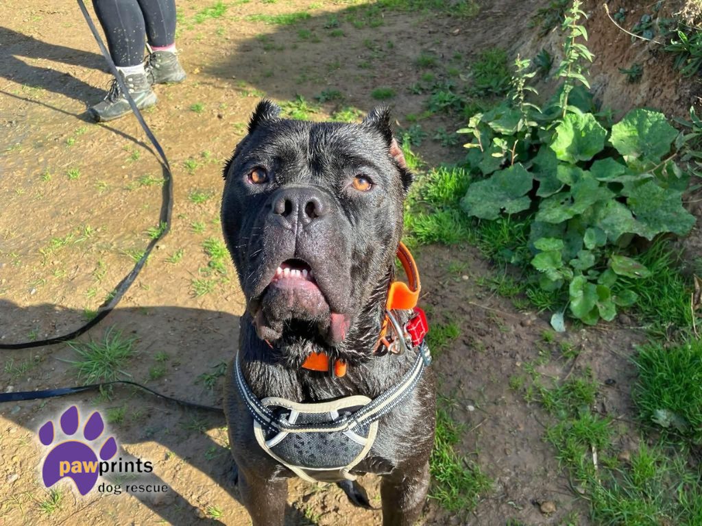Barnabas black male cane corso available for adoption at pawprints in the Midlands 