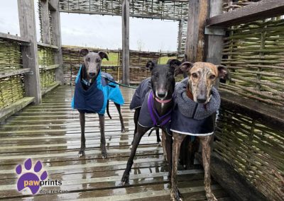 Salem, Trick and Treat Lurchers available for adoption