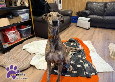 Salem brindle male lurcher available for adoption at Pawprints in the Midlands
