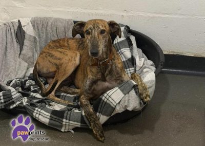 Salem brindle male lurcher available for adoption at Pawprints in the Midlands