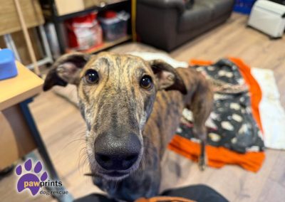 Salem brindle male lurcher available for adoption at Pawprints in the Midlands