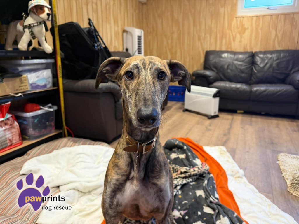 Salem brindle male lurcher available for adoption at Pawprints in the Midlands 