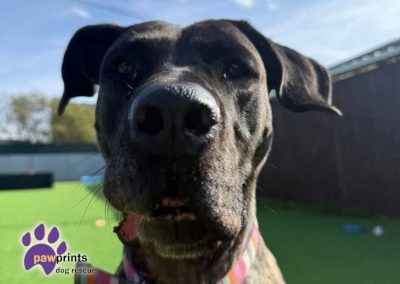 Marble female Presa Canario available for adoption at Pawprints in the Midlands