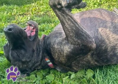 Marble female Presa Canario available for adoption at Pawprints in the Midlands