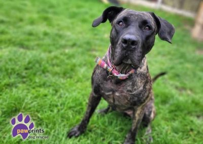 Marble female Presa Canario available for adoption at Pawprints in the Midlands